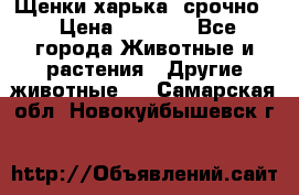 Щенки харька! срочно. › Цена ­ 5 000 - Все города Животные и растения » Другие животные   . Самарская обл.,Новокуйбышевск г.